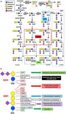 Potential roles of gangliosides in chemical-induced neurodegenerative diseases and mental health disorders